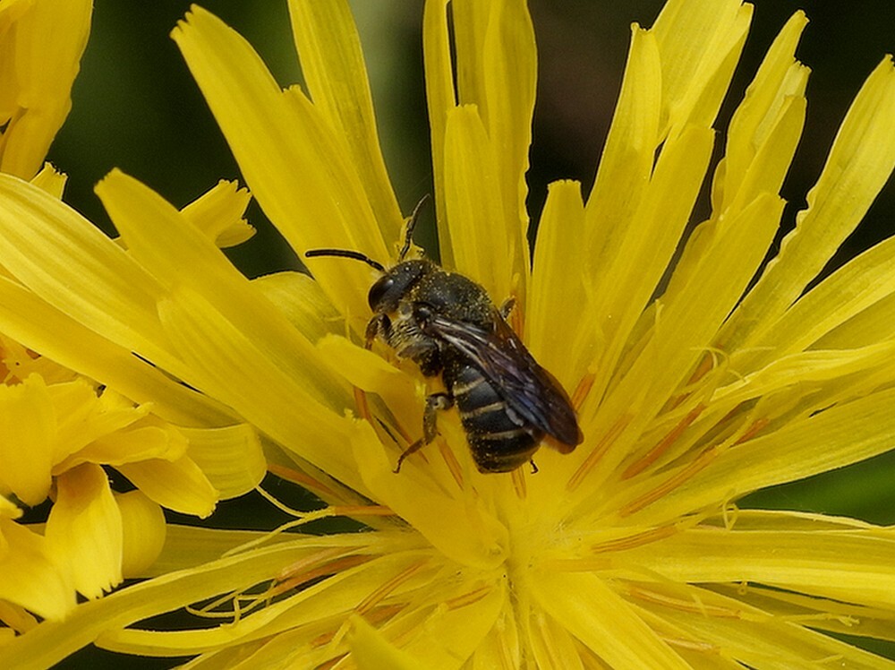 geelgerandetubebijopgrootstreepzaadbotanischetuinenutrecht13062024