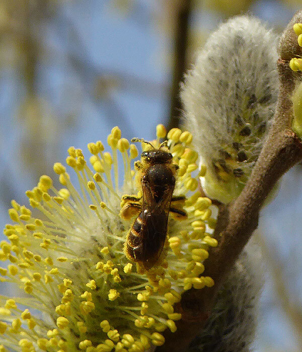gewonegeurgroefbijopwilgzouweboezem09042015