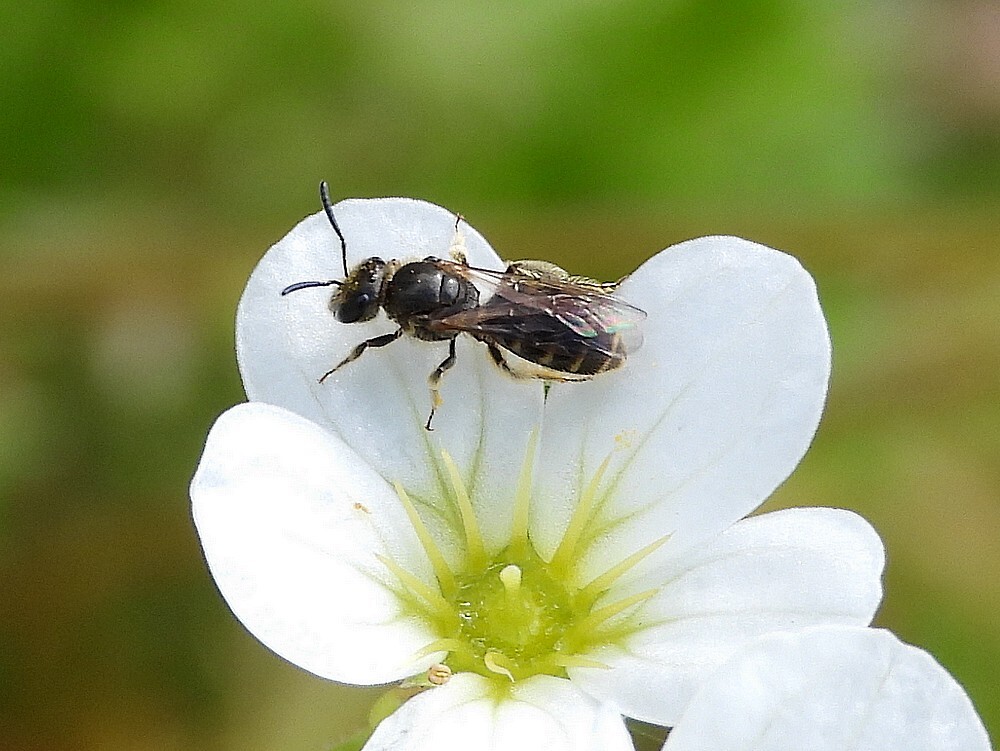 gewonegeurgroefbijrotstuinbotanischetuinenutrech11062024