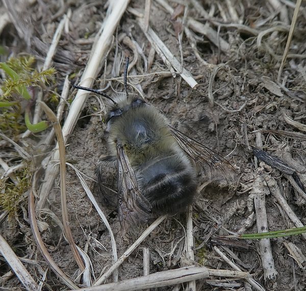 gewonesachembijvrouwbiesbosch17042019 2