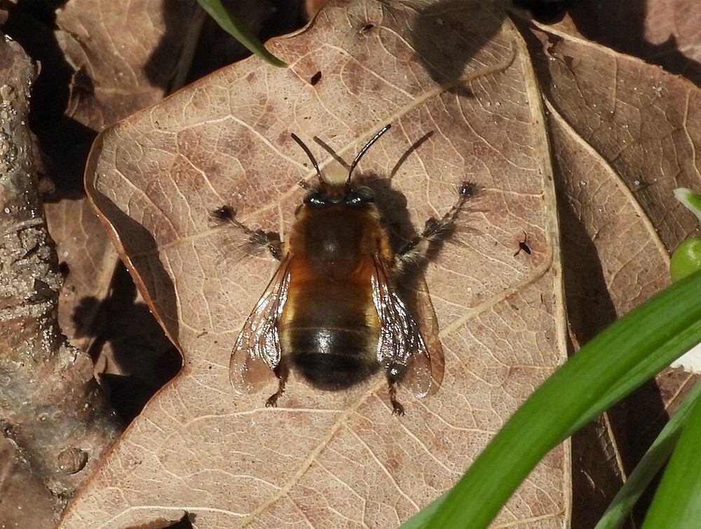 gewonesachembijvrouwstinzenhellingbotanischetuinenutrecht02032024