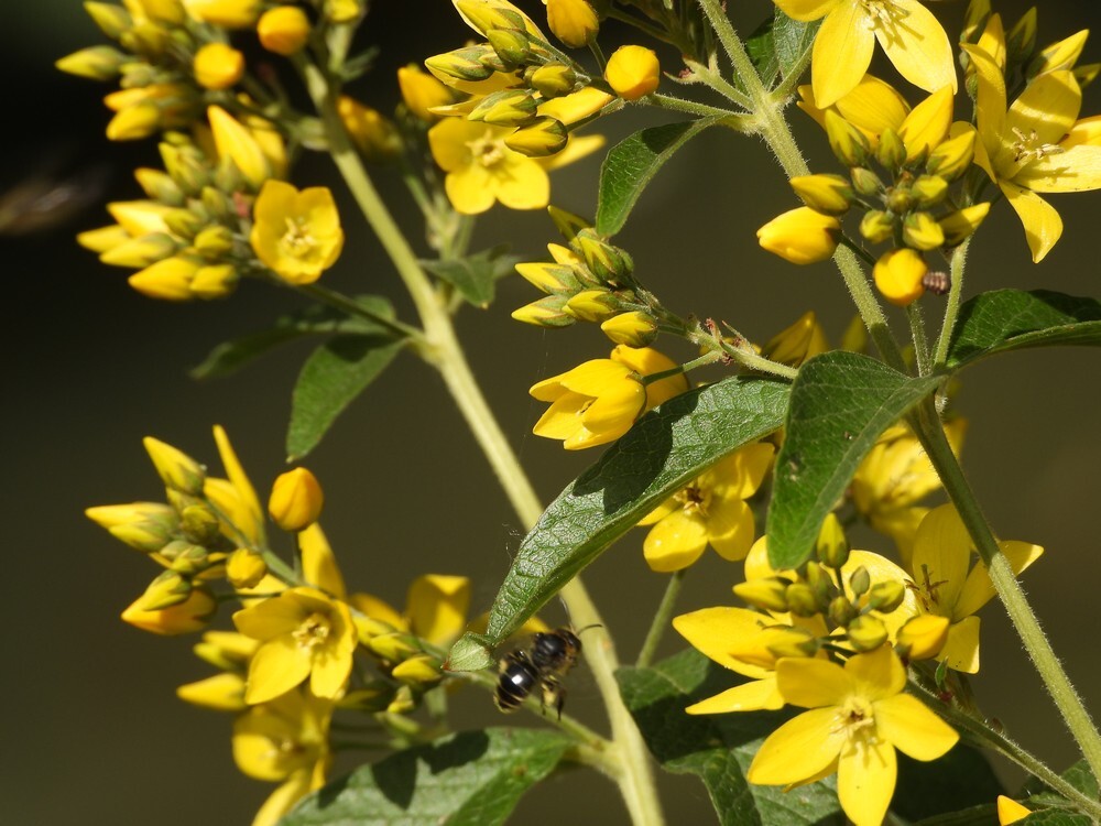 gewoneslobkousbijopgrotewedeikontdektuinbotanischetuinenutrecht24062024 1