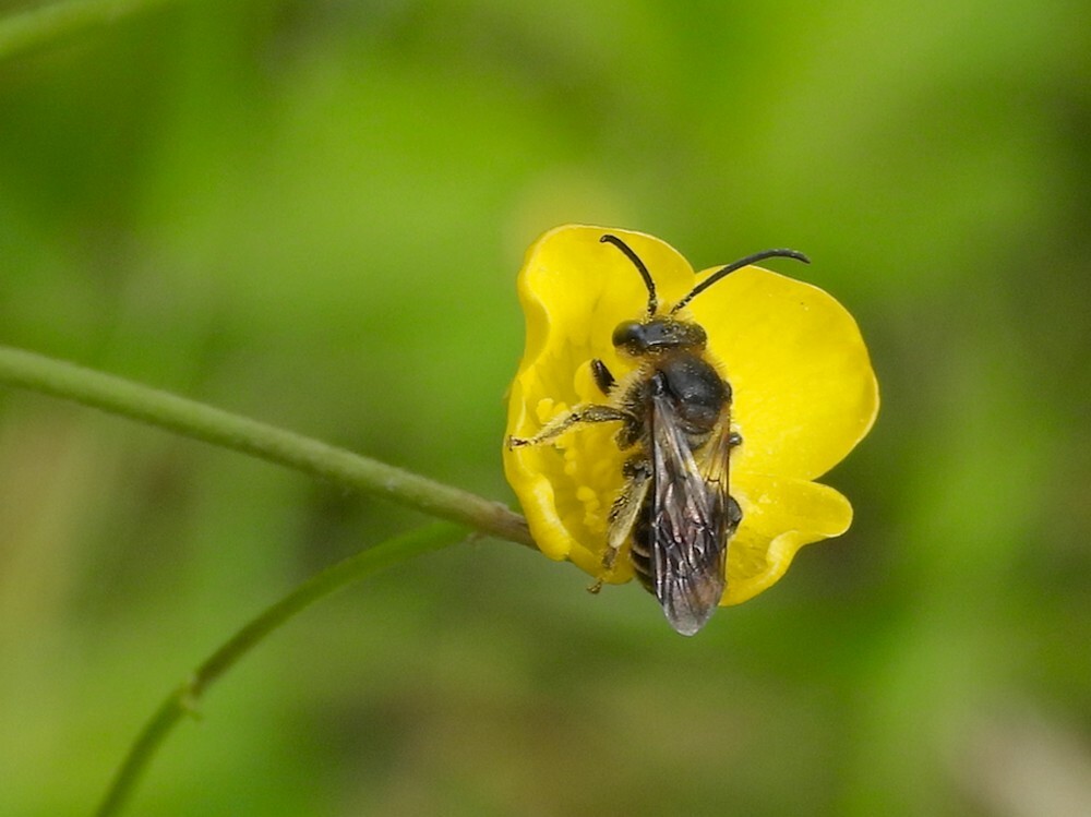 gewoneslobkousbijopscherpeboterbloemontdektuinbotanischetuinenutrecht13062024 1