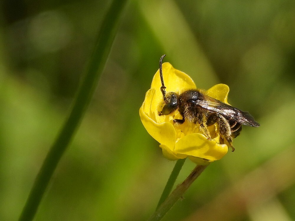 gewoneslobkousbijopscherpeboterbloemontdektuinbotanischetuinenutrecht13062024 2