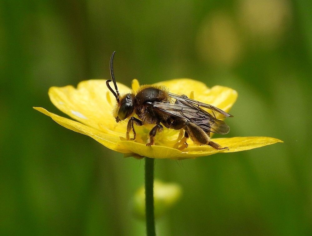 gewoneslobkousbijopscherpeboterbloemontdektuinbotanischetuinenutrecht22062024 2