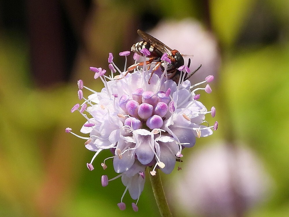 gewoneviltbijopsuccisellaevolutietuinbotanischetuinenutrecht21092024 2