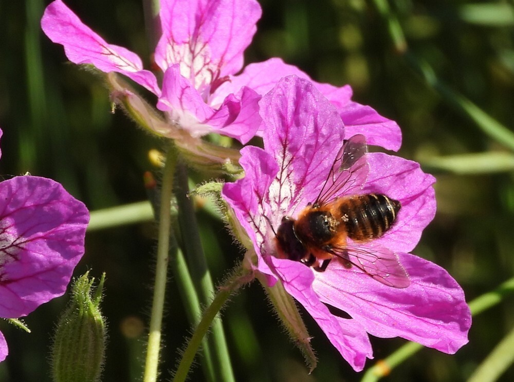 grotebladsnijderrotstuinbotanischetuinenutrecht21052024
