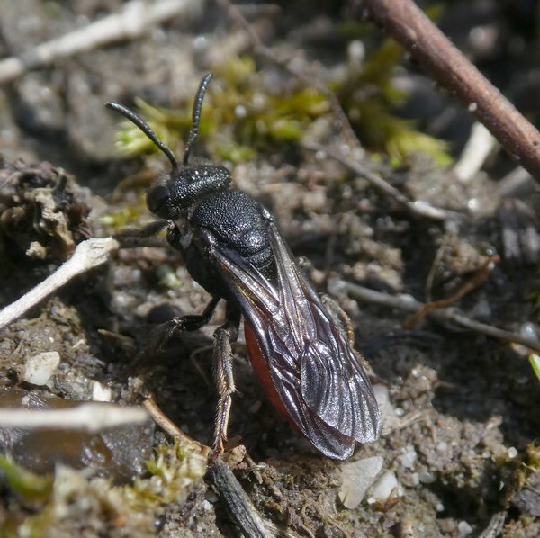 grotebloedbijbiesbosch04042019 1