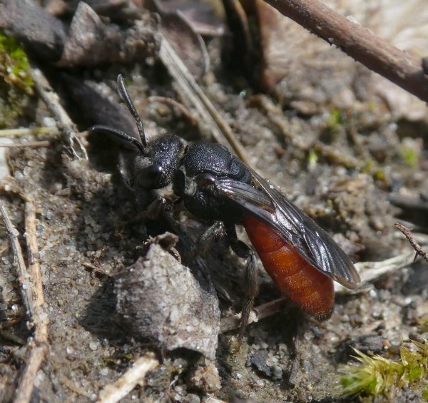 grotebloedbijbiesbosch04042019 2