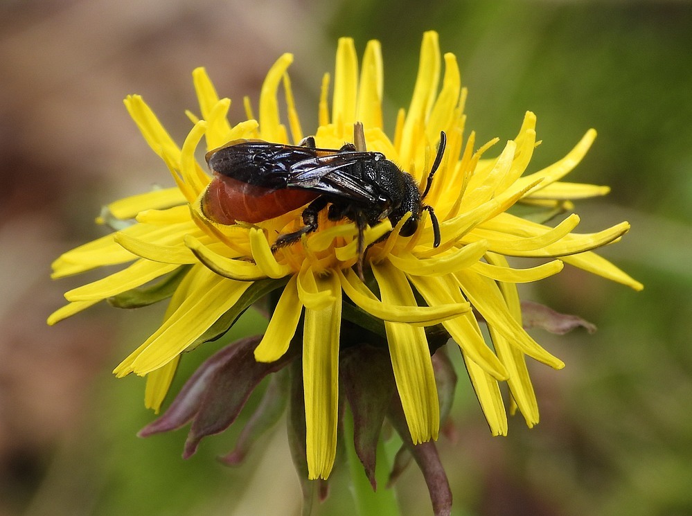 grotebloedbijoppaardenbloemdrunenseduinen09042023