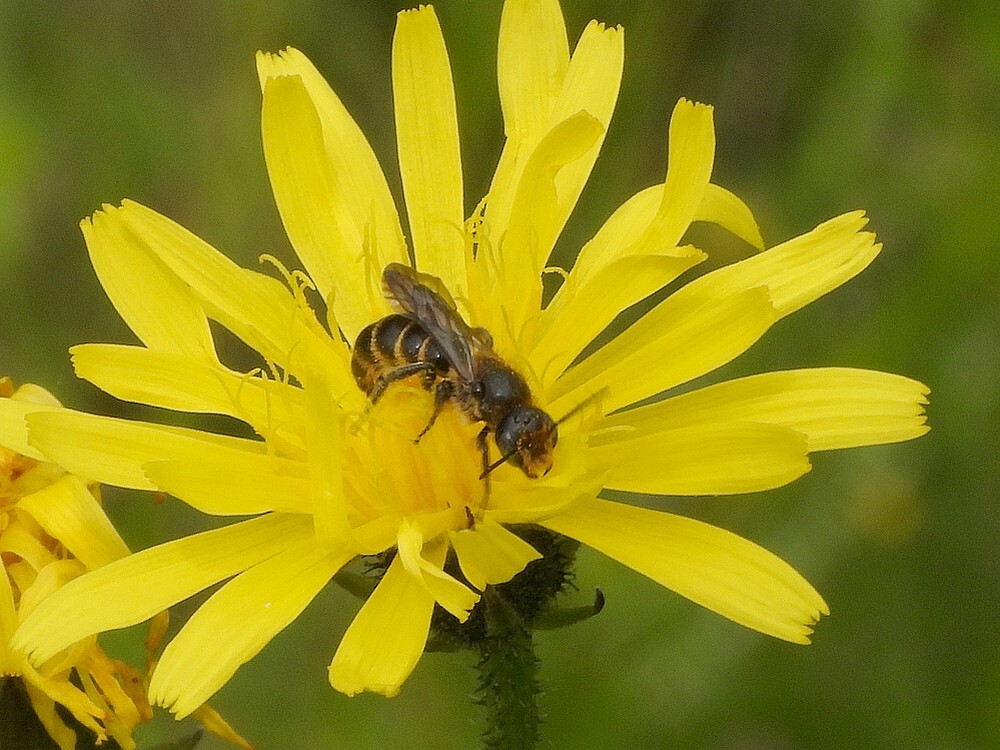groteklokjesbijopgrootstreepzaadinsectenweidebotanischetuinenutrecht20062024 1