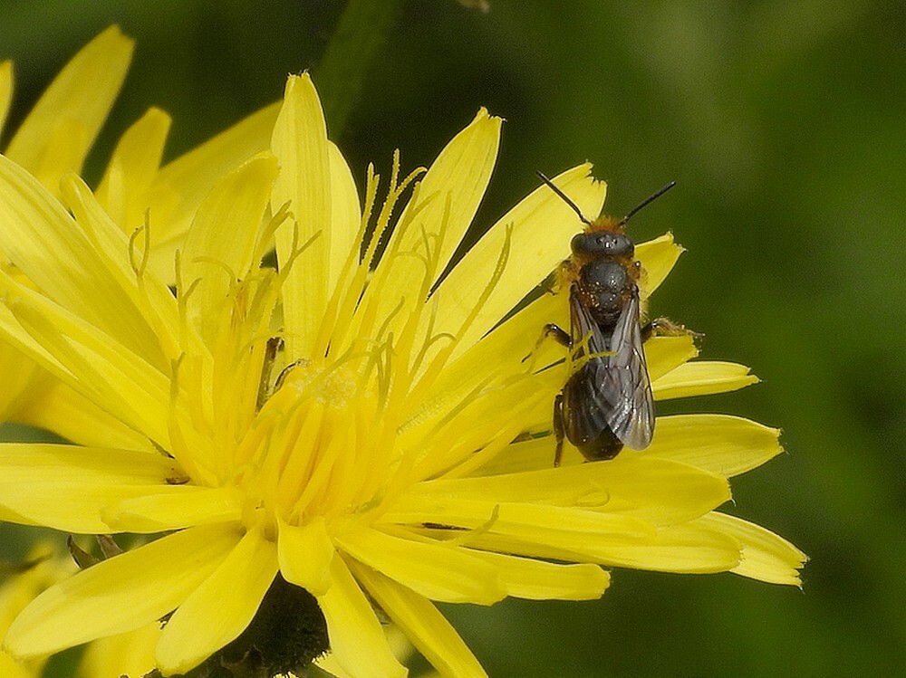 groteklokjesbijopgrootstreepzaadinsectenweidebotanischetuinenutrecht20062024 2