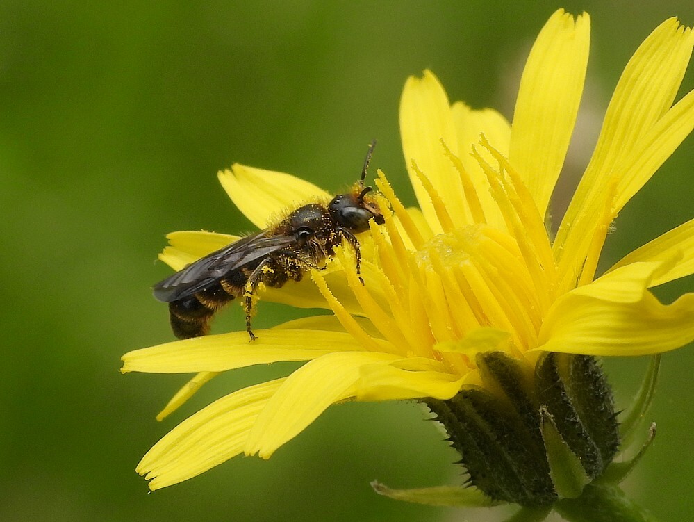 groteklokjesbijopgrootstreepzaadinsectenweidebotanischetuinenutrecht22062024 2