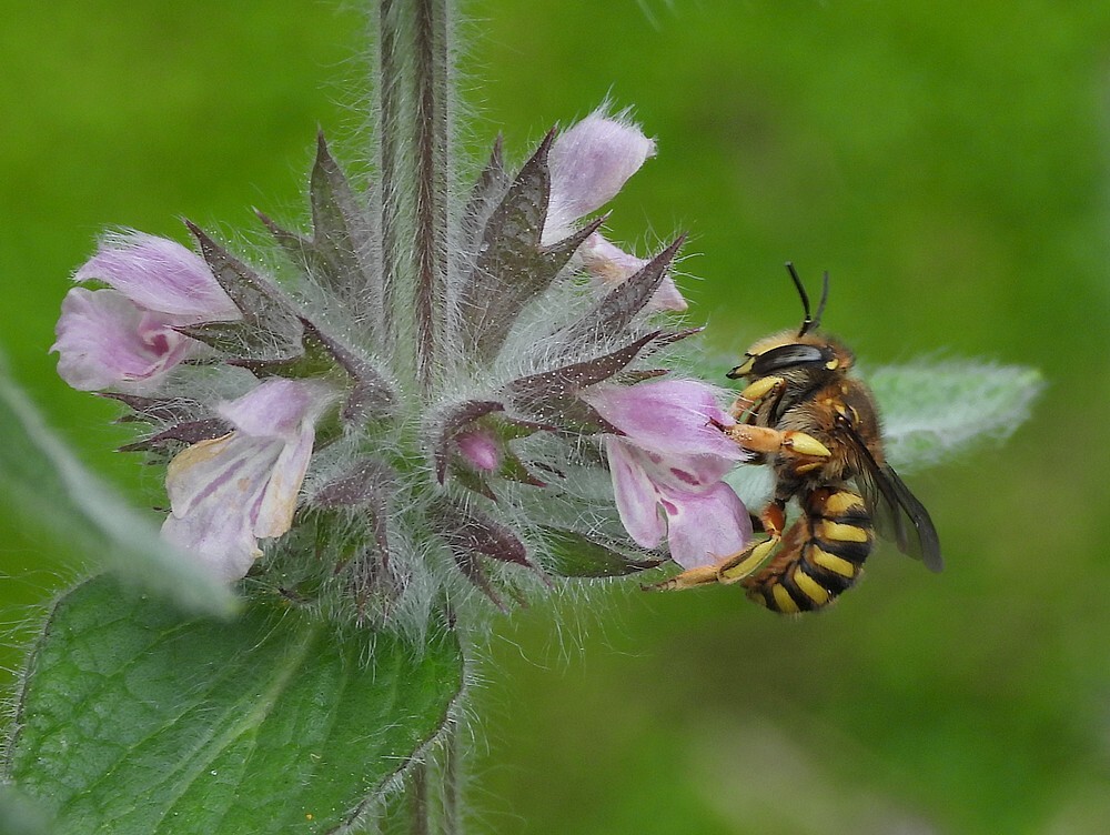 grotewolbijopalpenandoornrotstuinbotanischetuinenutrecht27052024 2