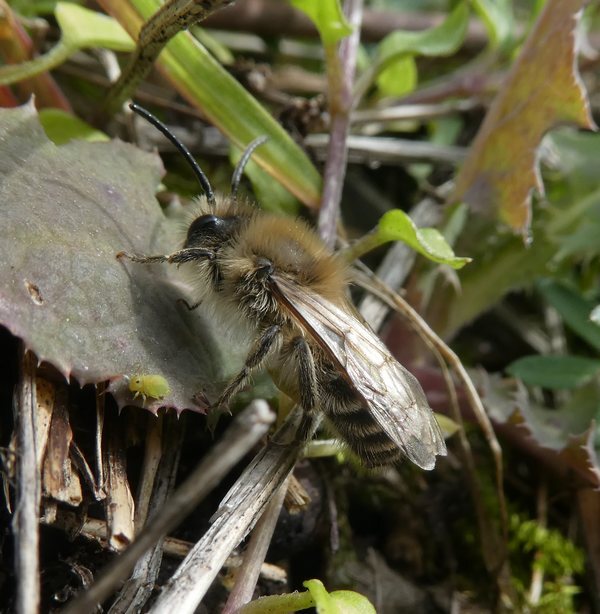 grotezijdebijmanbiesbosch04042019 2