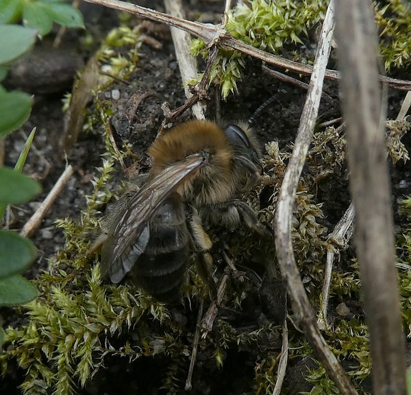 grotezijdebijvrouwbiesbosch04042019 1