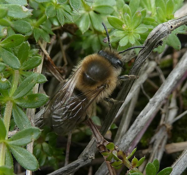 grotezijdebijmanbiesbosch04042019 2