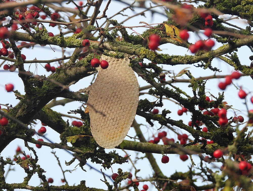 honingbijennestinmeidoornzouweboezemgebied11112025