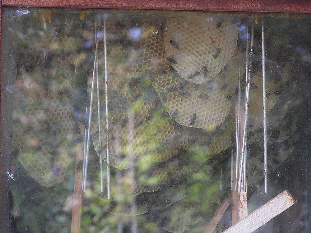 honingbijratenbotanischetuinenutrecht08102024