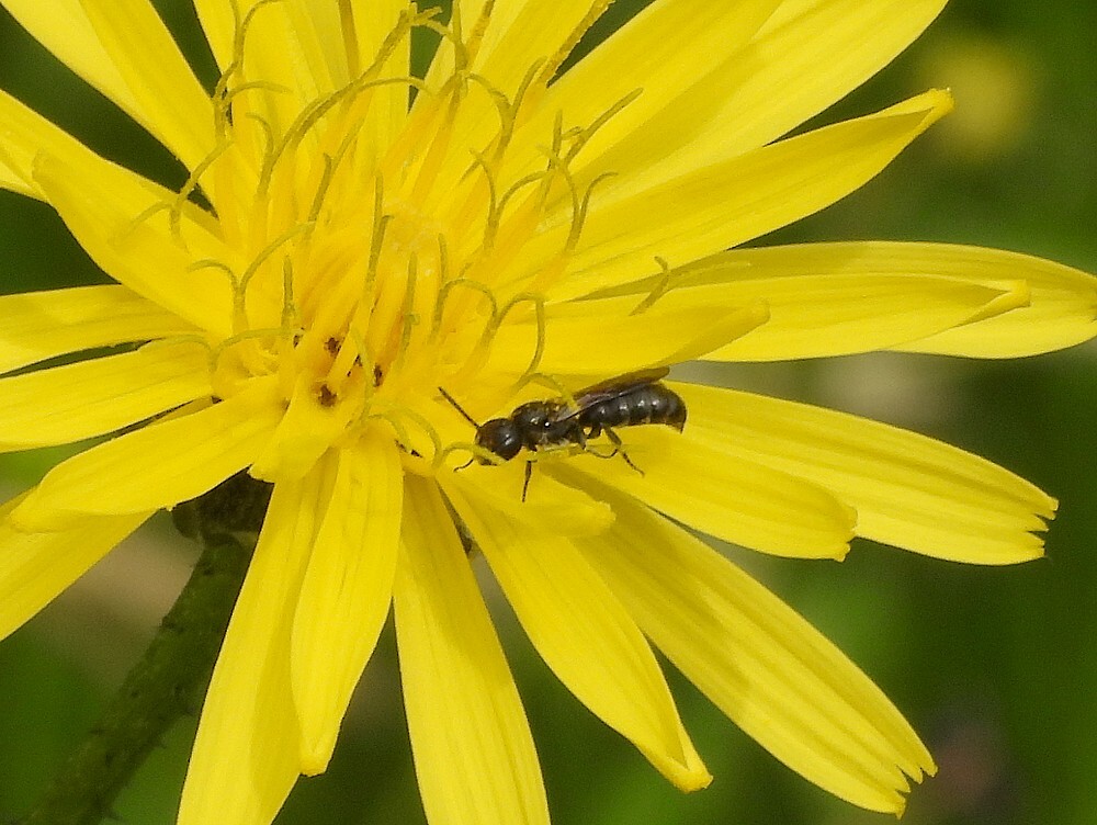 kleineklokjesbijopgrootstreepzaadinsectenweidebotanischetuinenutrecht20062024