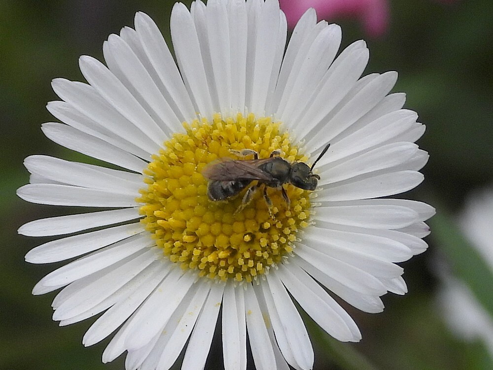 langkopsmaragdgroefbijrotstuinbotanischetuinenutrecht09062024