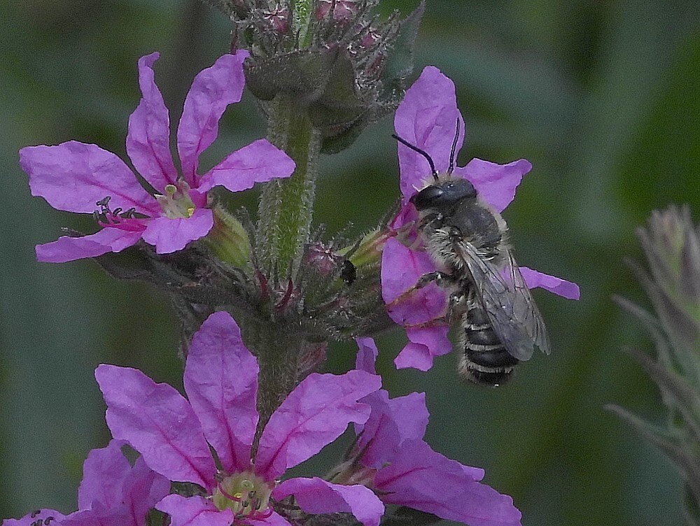 lathyrusbijmanopgrotekattenstaartinsectenweidebotanischetuinenutrecht28062024