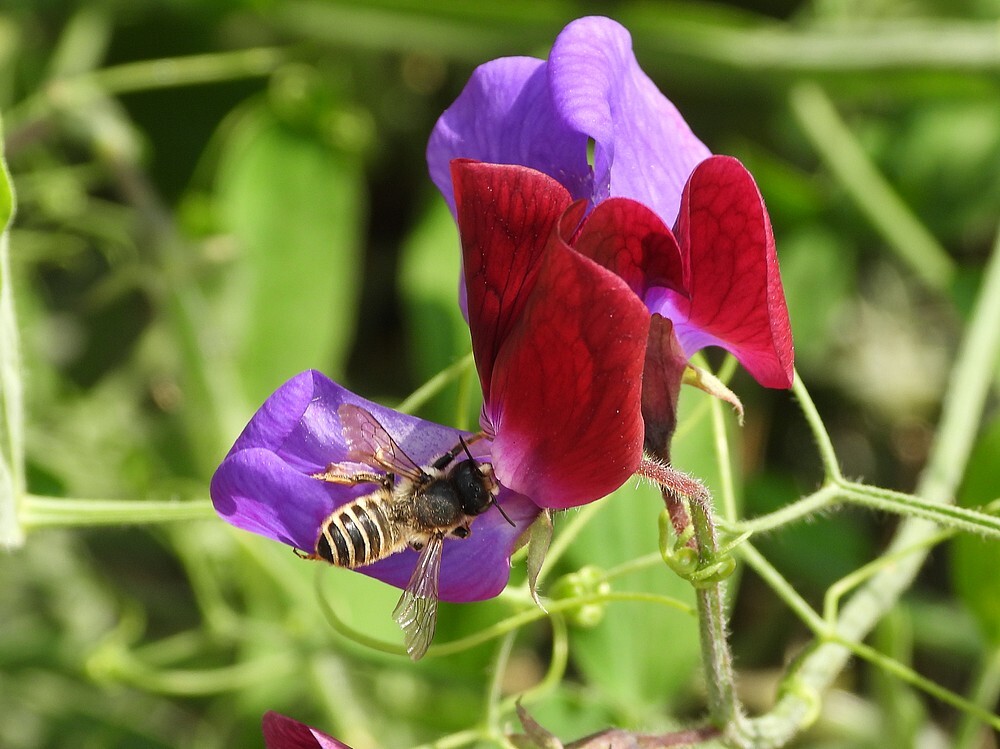 lathyrusbijoplathyrusontdektuinbotanischetuinenutrecht24072024