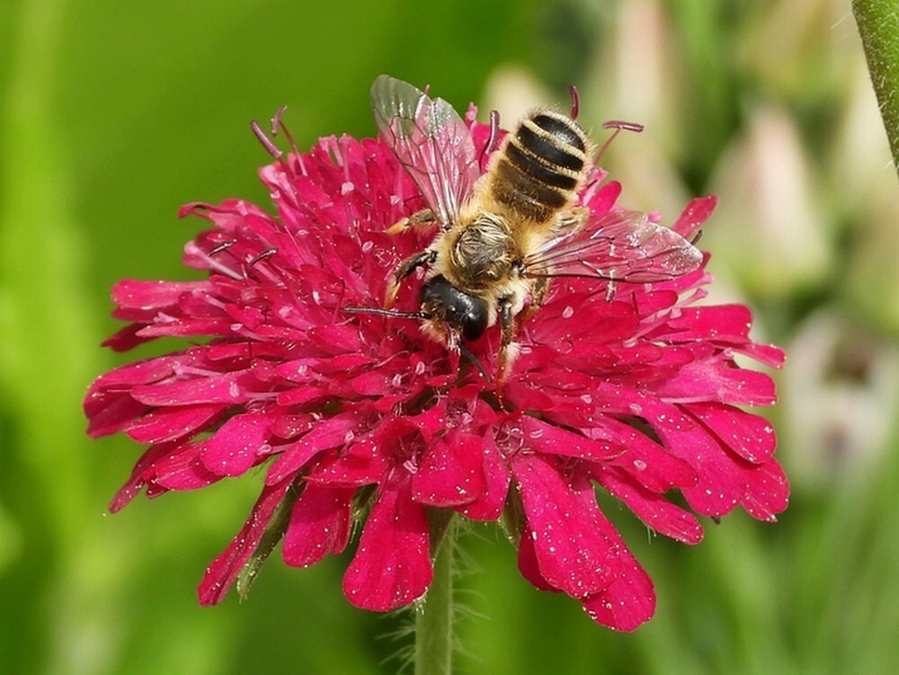 lathyrusbijopknautiamacedonicarotstuinbotanischetuinenutrecht27052024