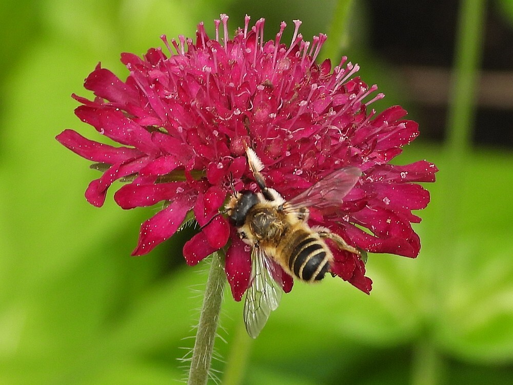 lathyrusbijopknautiamacedonicainsectenweidebotanischetuinenutrecht27052024 2