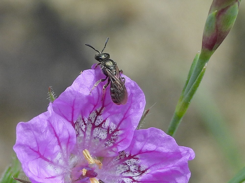 gewonesmaragdgroefbijrotstuinbotanischetuinenutrecht09062024