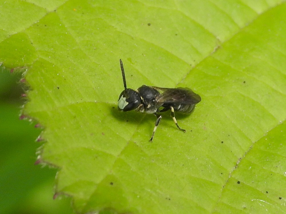 poldermaskerbijbuitenfortbotanischetuinenutrecht09062024
