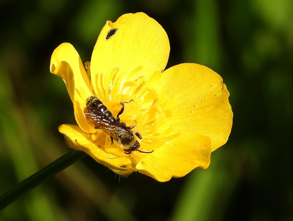 ranonkelbijopscherpeboterbloemzouweboezem13052025