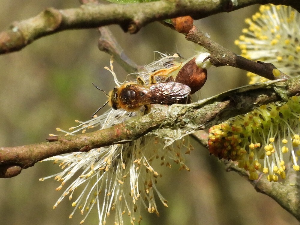 roodpotigegroefbijopwilgbuitenfortbotanischetuinenutrecht19032024