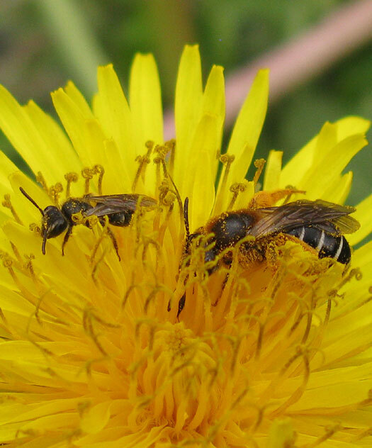 roodpotigegroefbijvrouwoppaardenbloemzouweboezem12042014 2