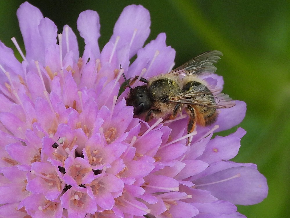 rossemetselbijopbeemdkrooninsectenweidebotanischetuinenutrecht11062024 1