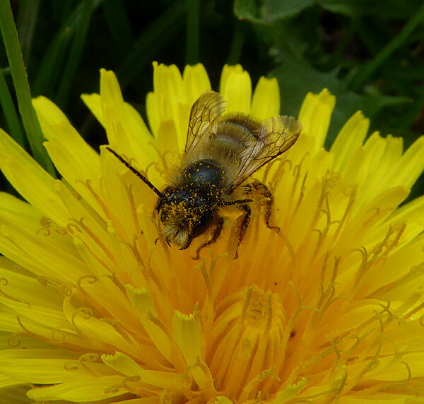 rossemetselbijoppaardenbloemzouweboezem29042015 2