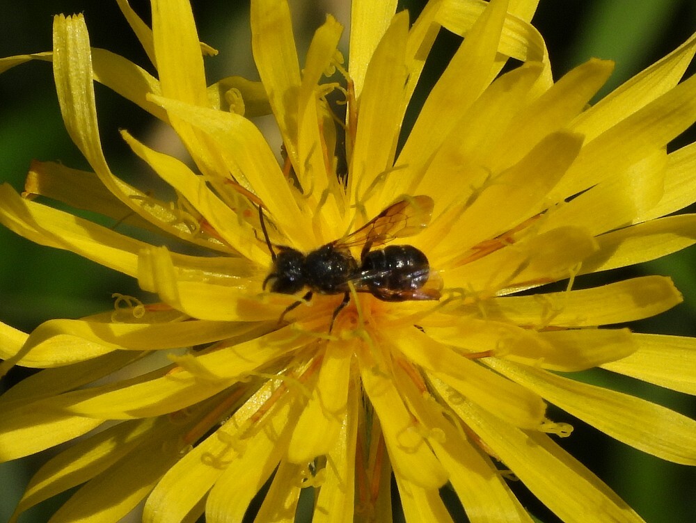 tronkenbijopgrootstreepzaadinsectenweidebotanischetuinenutrecht17062024