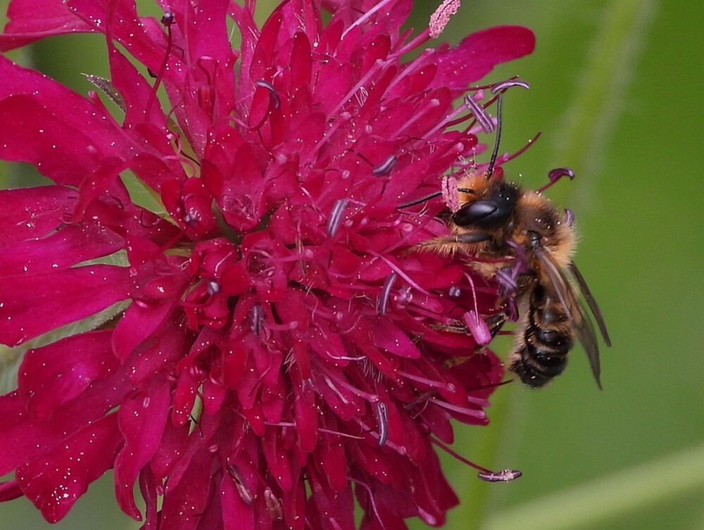 tuinbladsnijderopknautiamacedonicainsectenweidebotanischetuinenutrecht13062024 1