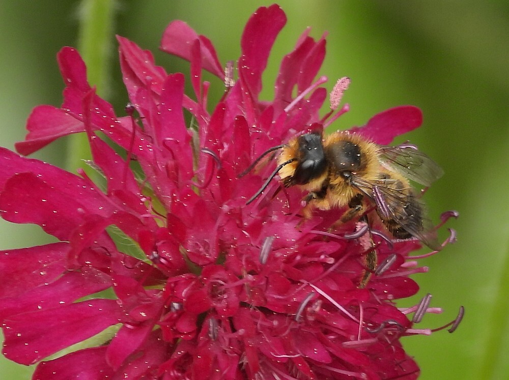 tuinbladsnijderopknautiamacedonicainsectenweidebotanischetuinenutrecht13062024 2
