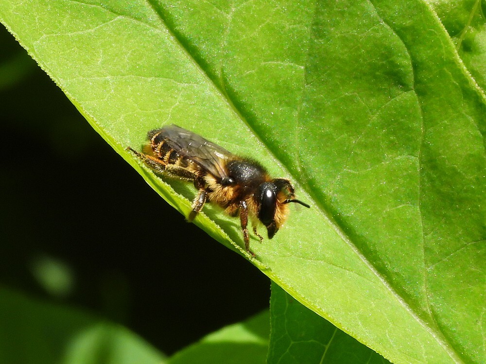 tuinbladsnijderontdektuinbotanischetuinenutrecht28052024