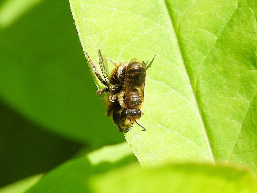 tuinbladsnijderparinginsectenweidebotanischetuinenutrecht28052024 1
