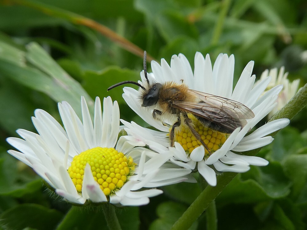 viltvlekzandbij1000brabantsebiesbosch08042019