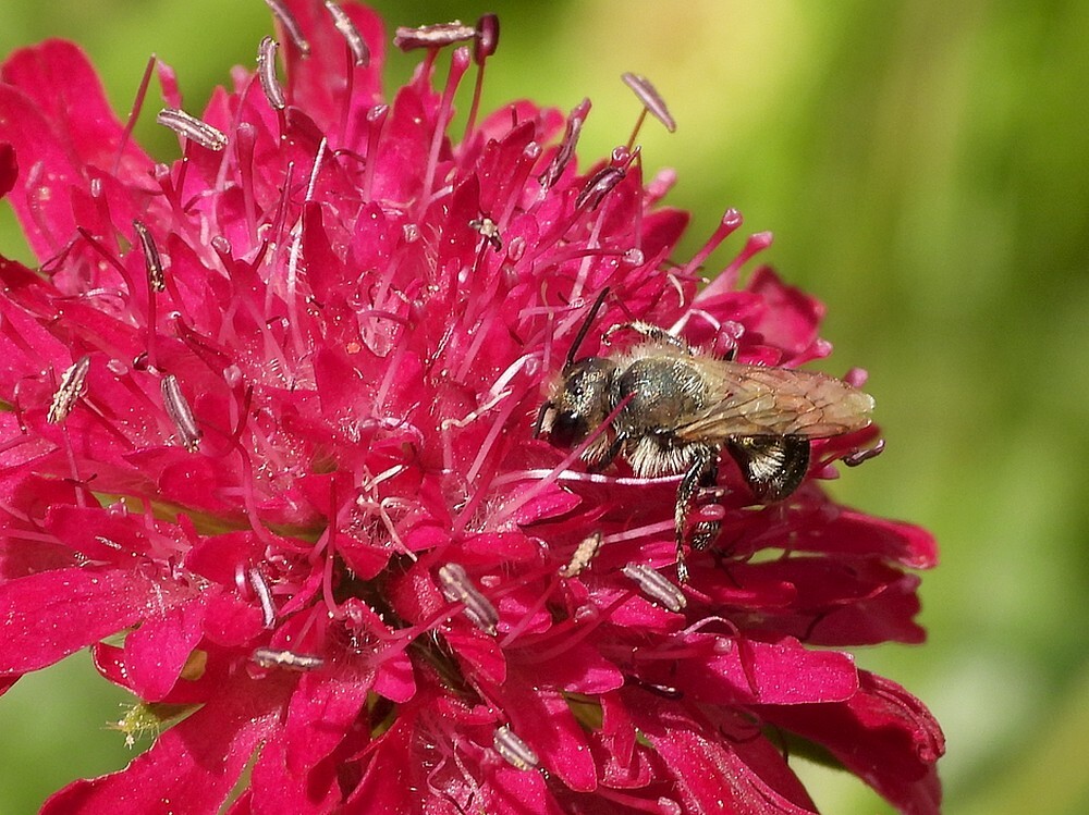 zwartbronzenhoutmetselbijopknautiamacedonicainsectenweidebotanischetuinenutrecht14072024 1