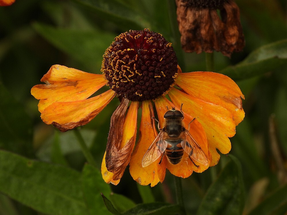 blindebijmanopheleniuminsectenweidebotanischetuinenutrecht19092024