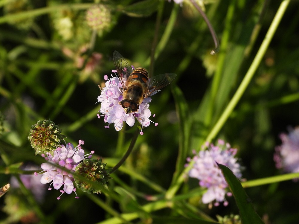 blindebijmanopsuccisellainsectenweidebotanischetuinenutrecht19092024