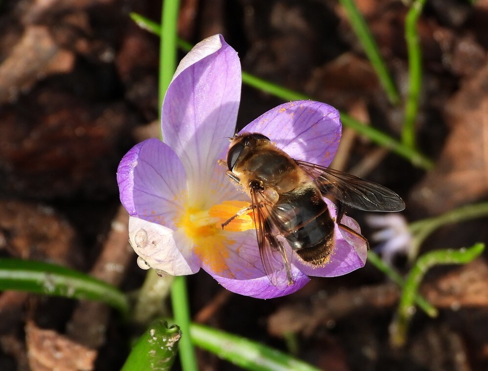 blindebijvrouwopkrokusstinzenhellingbotanischetuineutrech15022024 1
