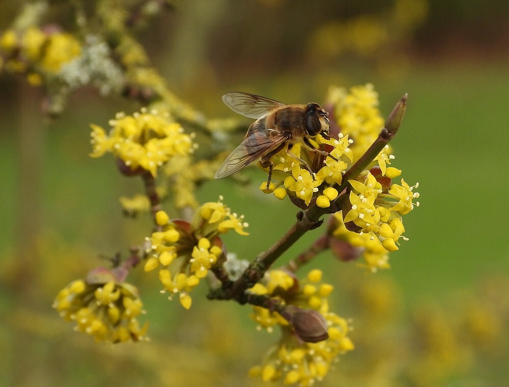 blindebijvrouwopgelekornoeljebotanischetuinenutrecht15022024 2