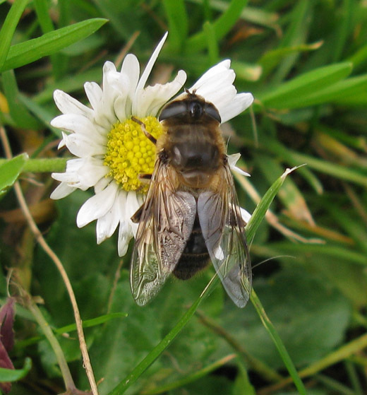 blinde bij vrouw op madeliefje kasteeltuin vianen 20112009