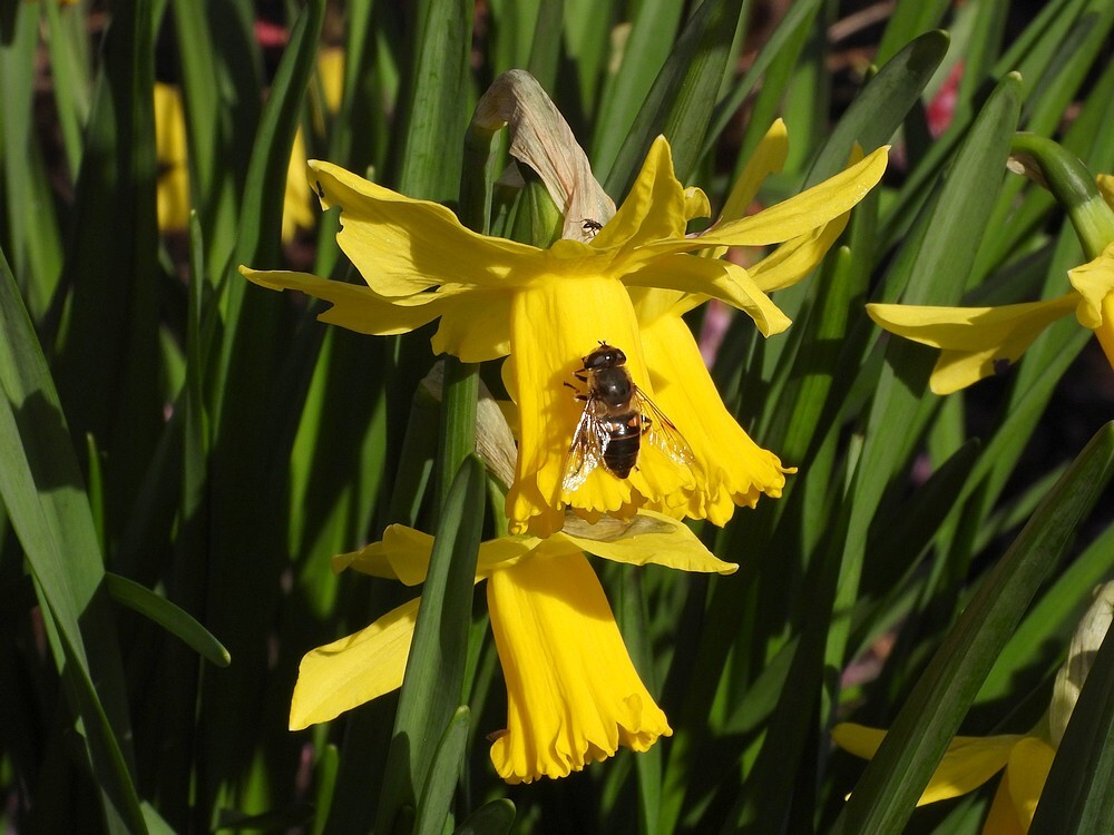 blindebijvrouwopnarcissusfebruarigoldontdektuinbotanischetuinenutrecht27022024
