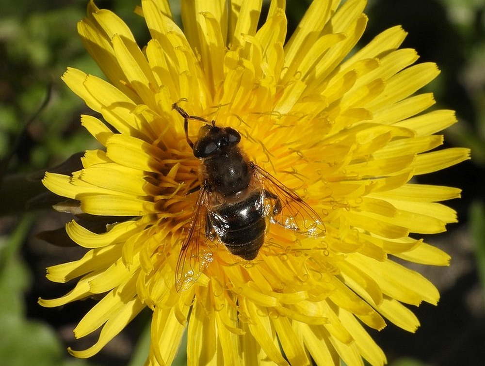 blindebijvrouwoppaardenbloemmeerkerk15032023